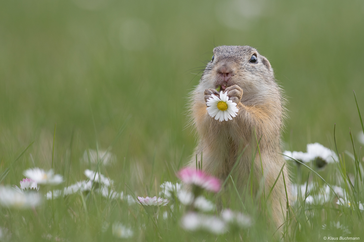 Der Frühling schmeckt ......