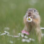 Der Frühling schmeckt ......