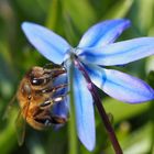 der Frühling schmeckt so gut