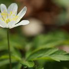 Der Frühling selbst.. Buschwindröschen