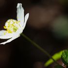 Der Frühling selbst.. Buschwindröschen