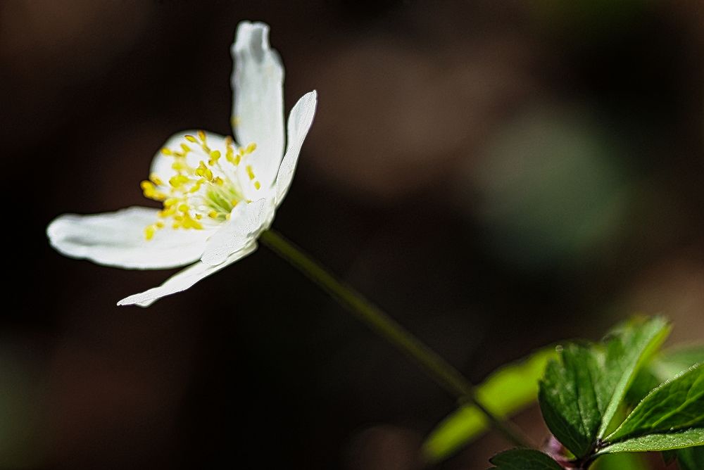 Der Frühling selbst.. Buschwindröschen