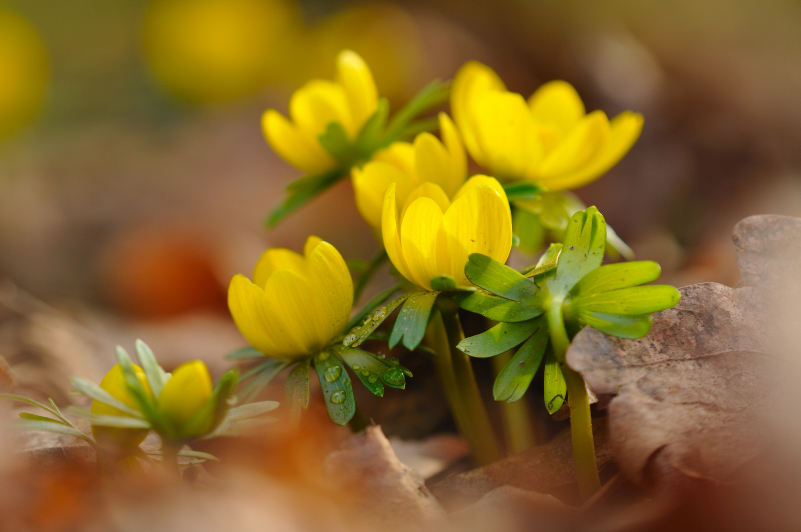 Der Frühling sendet seine Boten