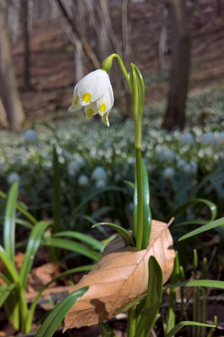 Der Frühling setzt sich durch!