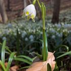 Der Frühling setzt sich durch!