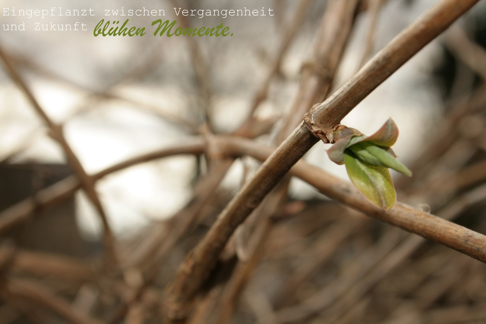 der Frühling setzt sich durch