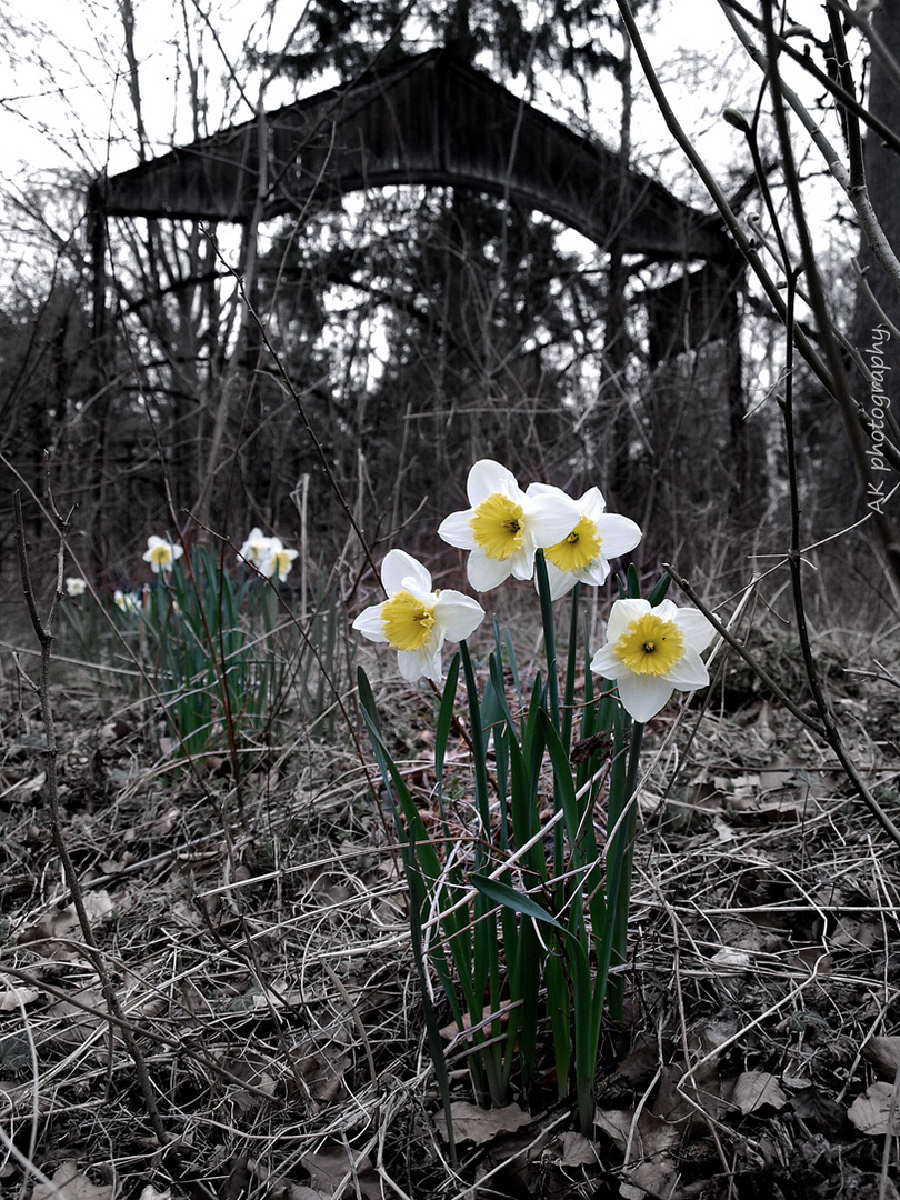 der Frühling setzt sich durch