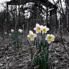 der Frühling setzt sich durch