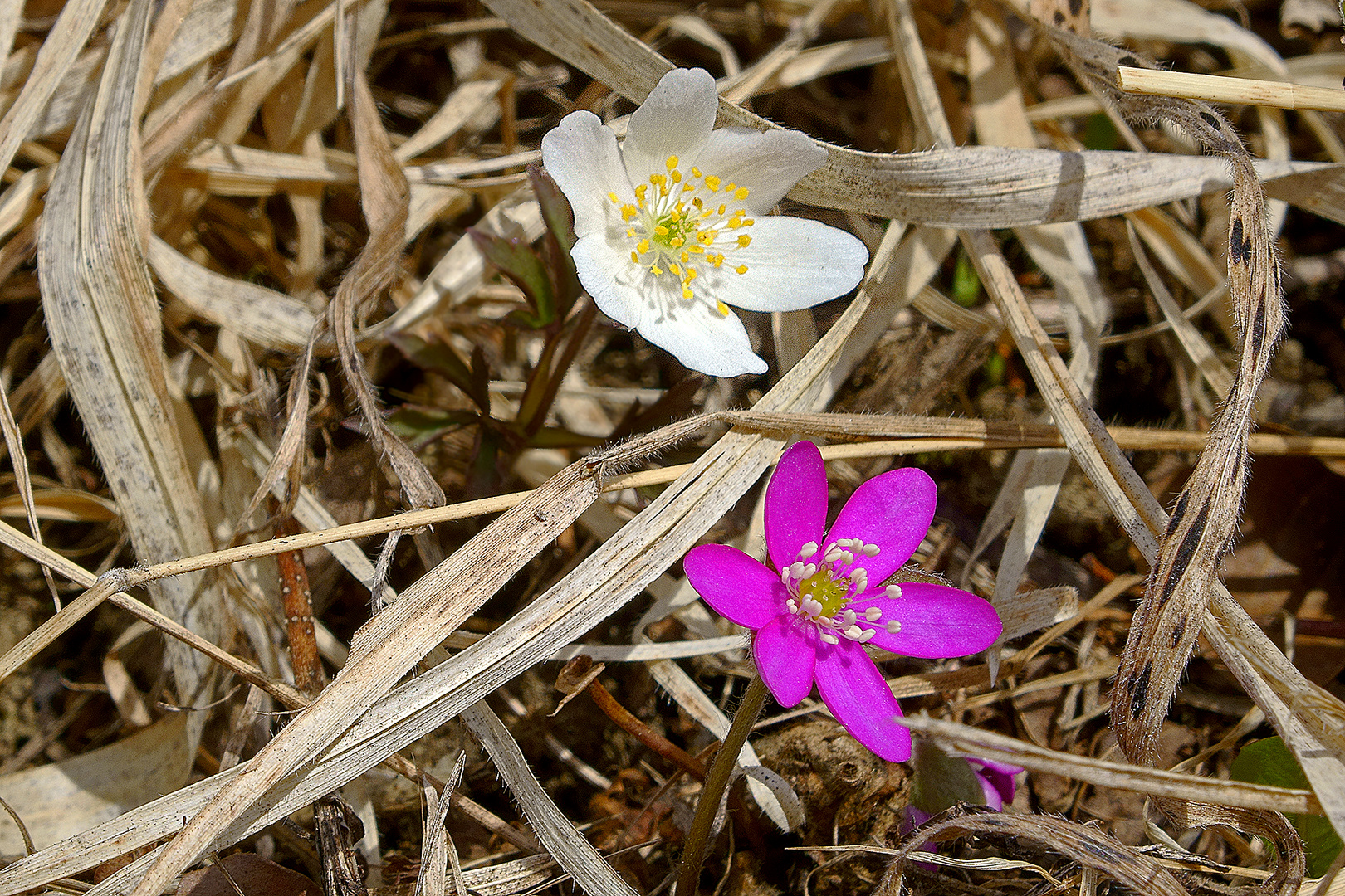 der Frühling setzt sich durch