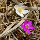 der Frühling setzt sich durch