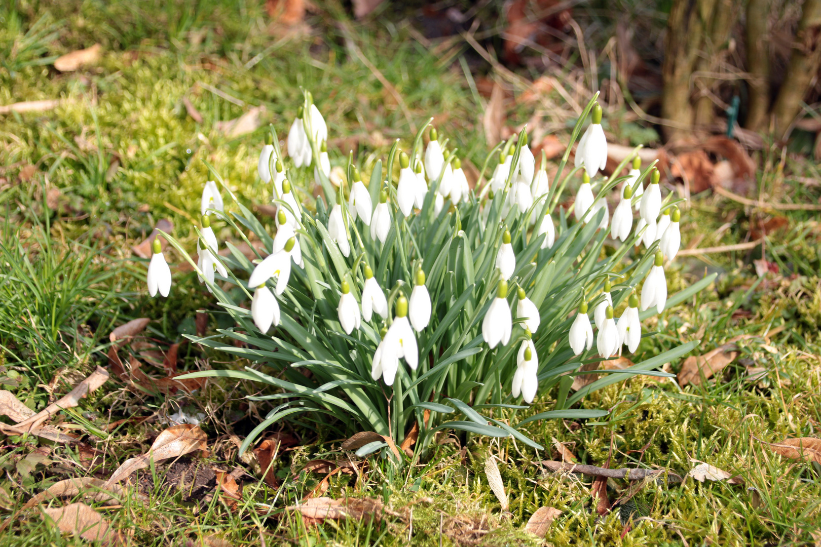 Der Frühling setzt sich durch