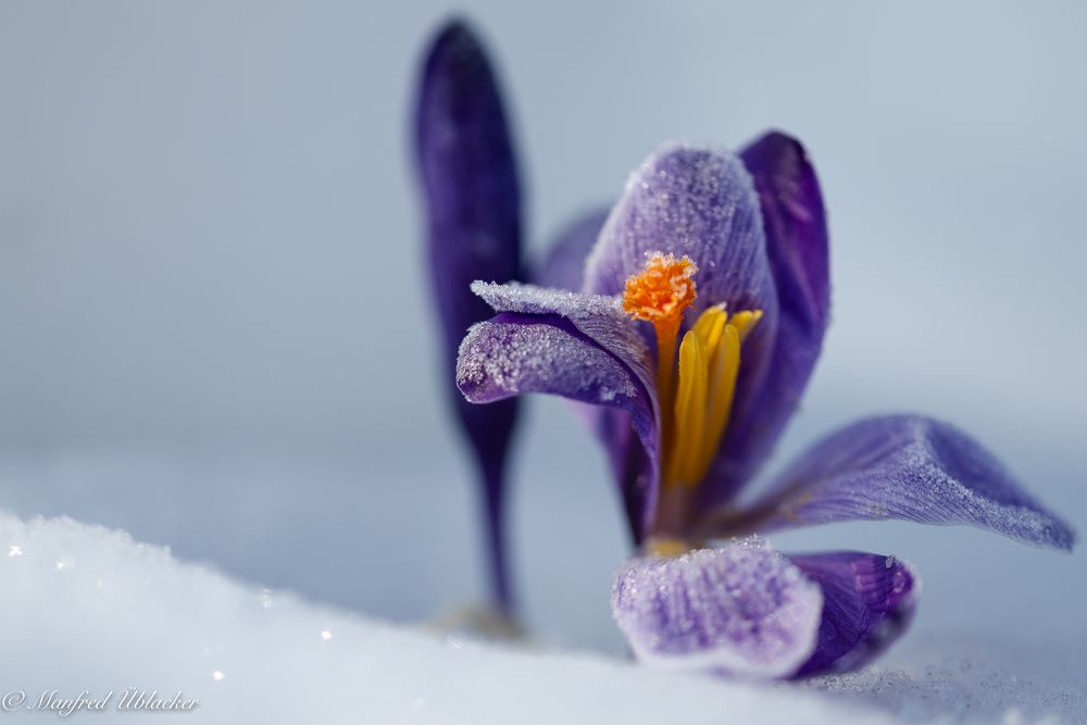 Der Frühling setzt sich durch ...