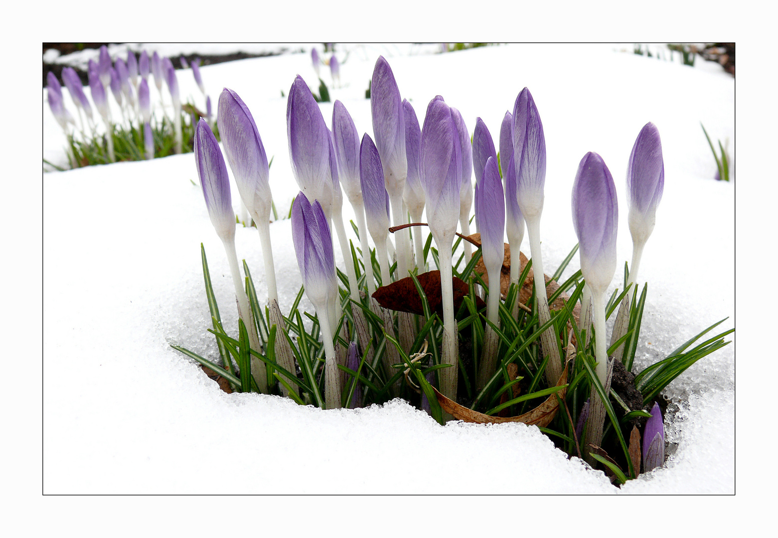 "der Frühling setzt sich durch"