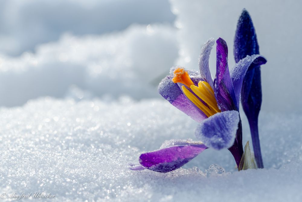 Der Frühling setzt sich durch ...