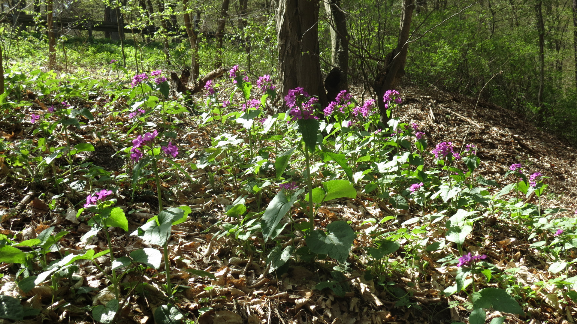 Der Frühling setzt sich durch!