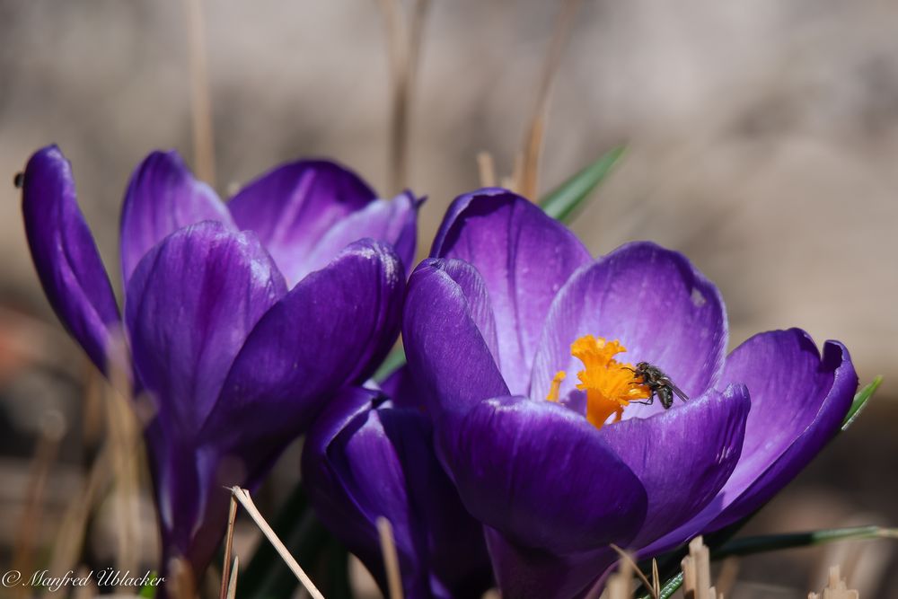 Der Frühling setzt sich durch ...