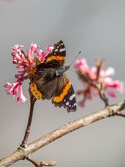 Der Frühling setzt sich durch ...