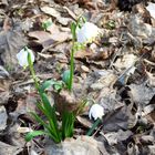 Der Frühling setzt sich durch / le printemps fais sa volonté