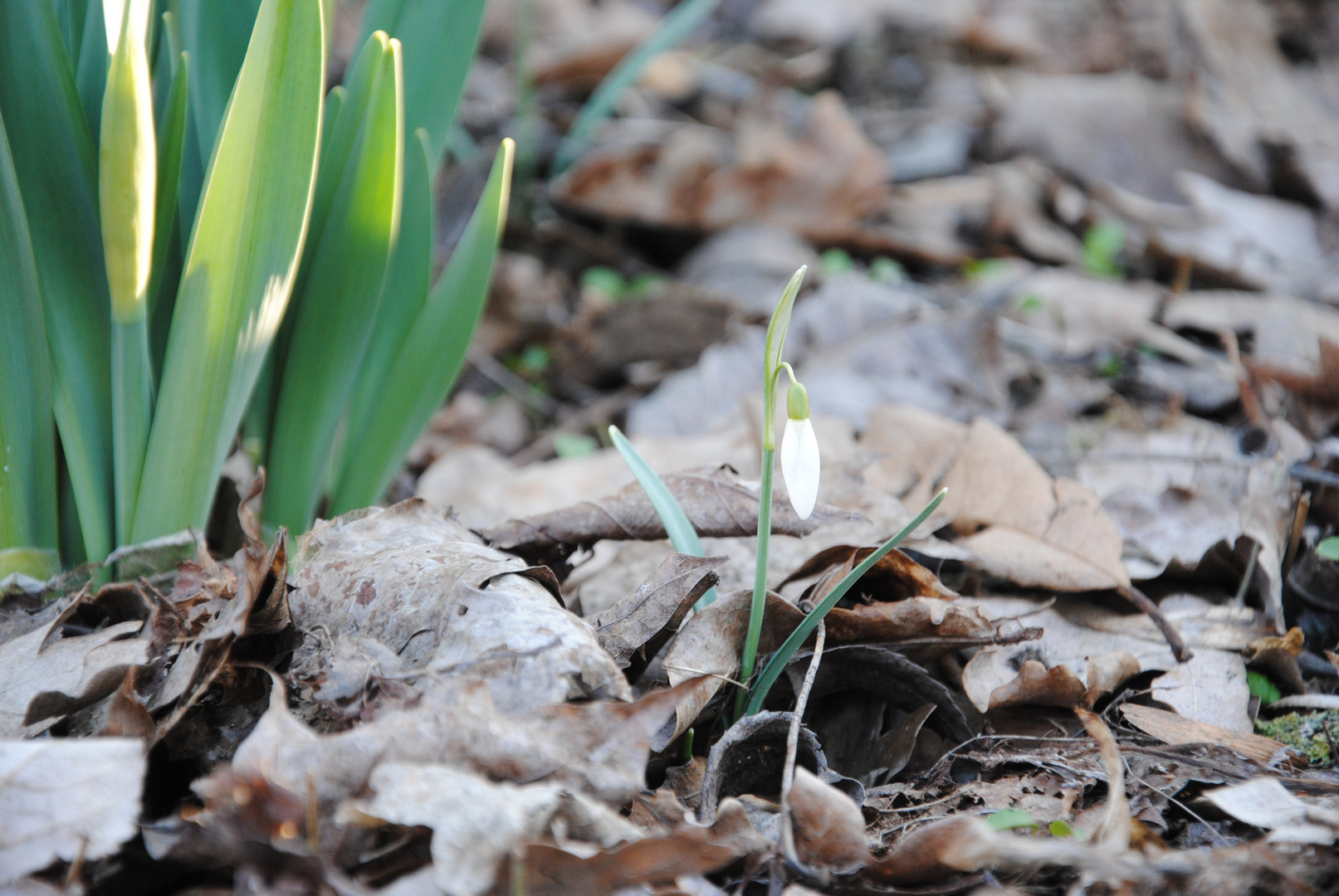 Der Frühling setzt sich endlich durch.