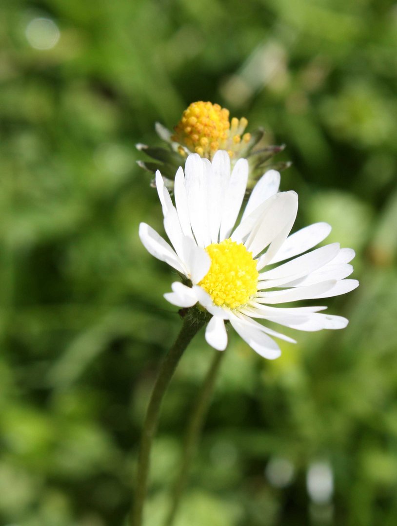 der frühling setzt sich so langsam durch :)