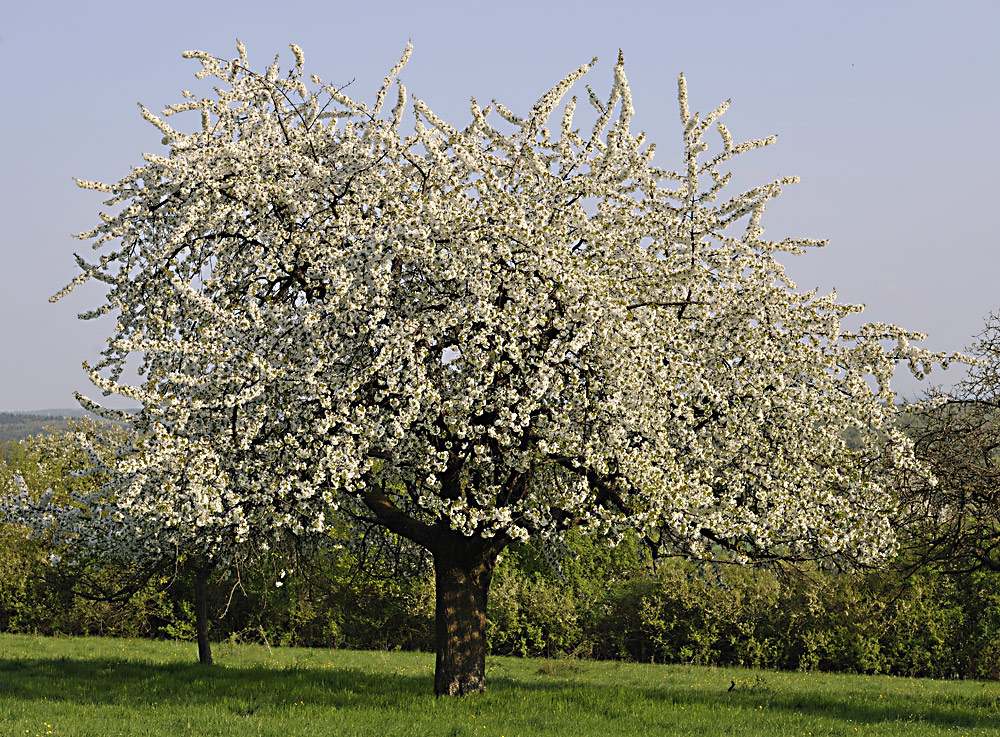 der Frühling soll endlich kommen......!