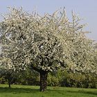 der Frühling soll endlich kommen......!