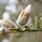 Der Frühling soll endlich wieder kommen