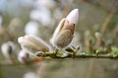 Der Frühling soll endlich wieder kommen