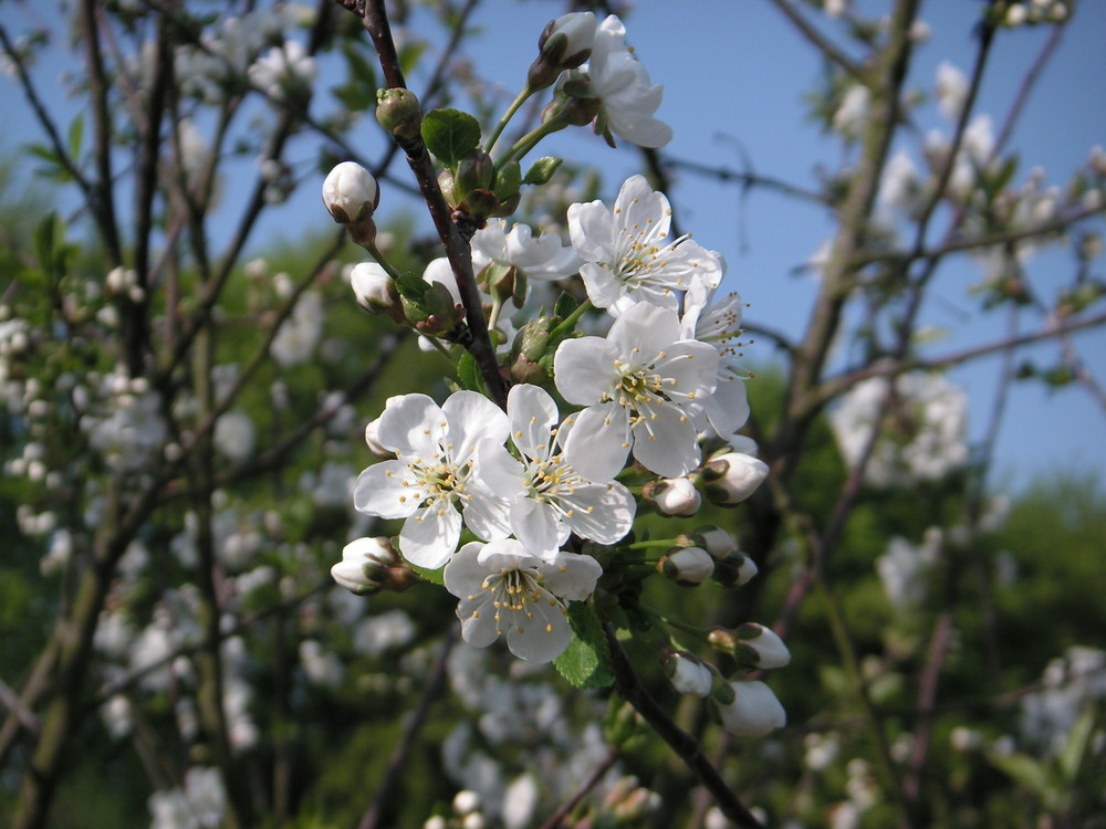 Der Frühling soll kommen...