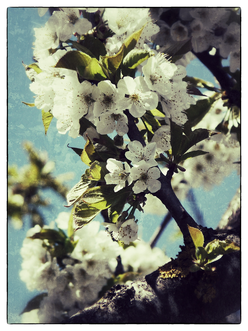 Der Frühling sollte kommen ... ich freu mich drauf!