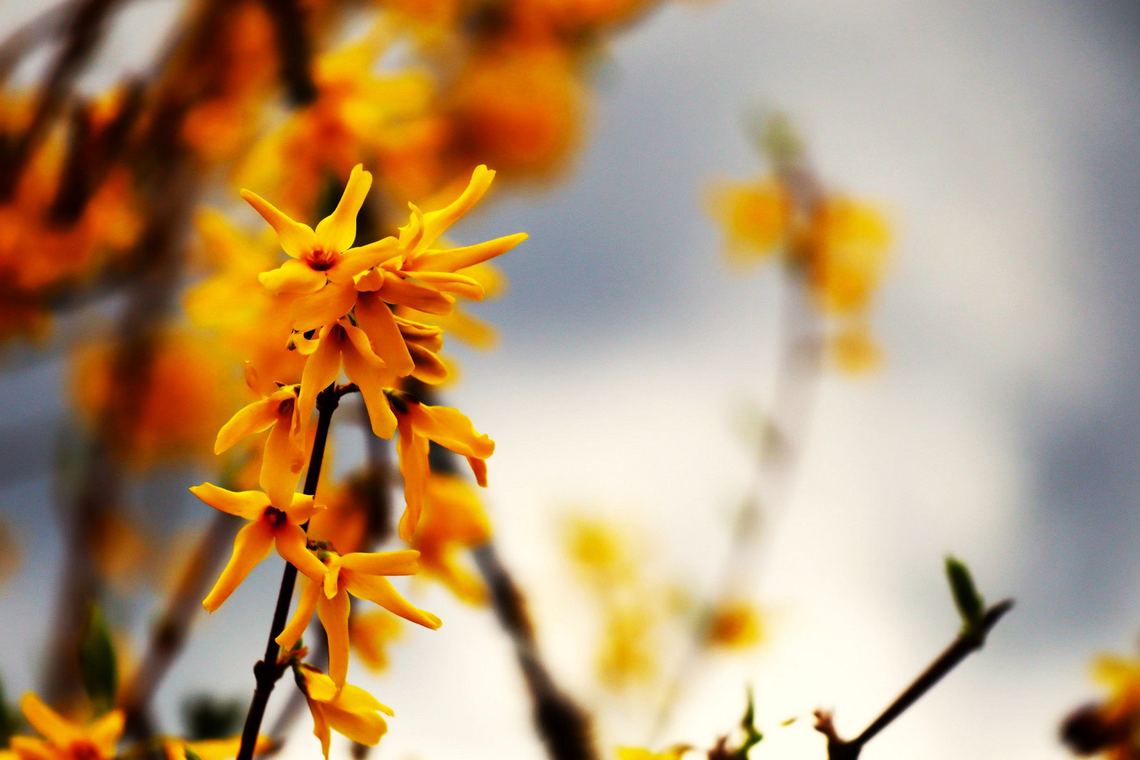 der Frühling startet durch.....