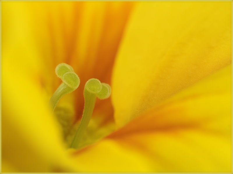 Der Frühling steht...