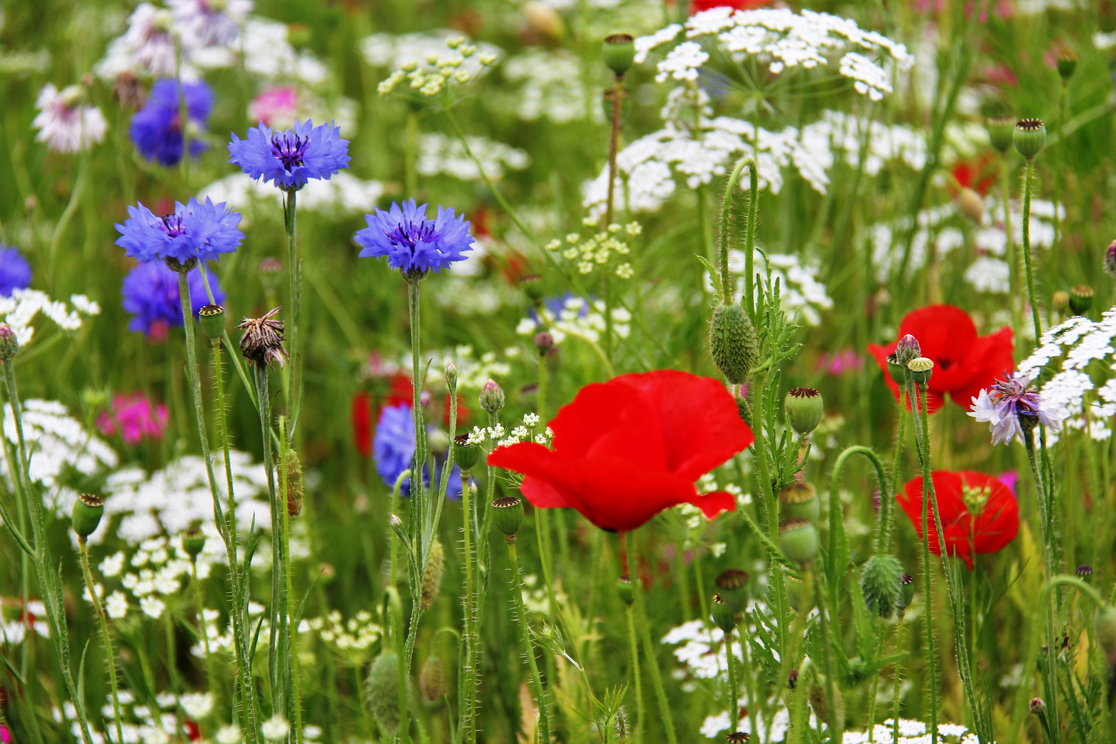 Der Frühling steht bereits vor der Tür