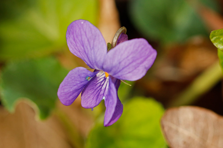 ... der Frühling steht in den Startlöchern ...