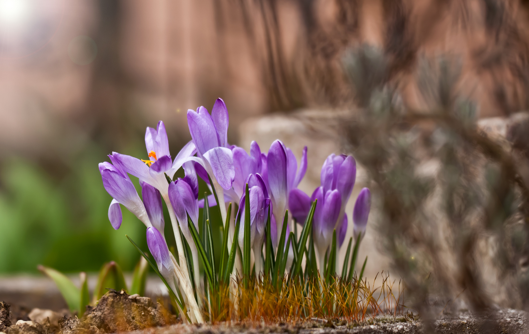 Der Frühling steht in den Startlöchern