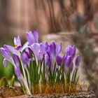 Der Frühling steht in den Startlöchern