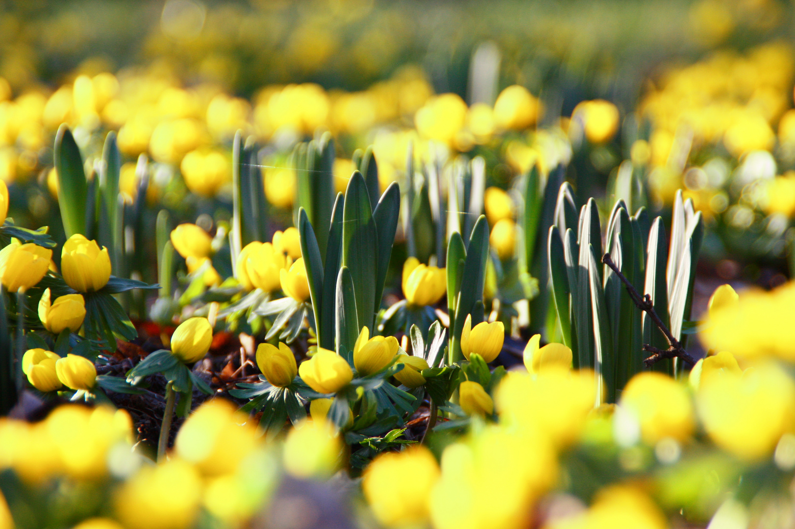 Der Frühling steht in den Startlöchern.