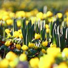 Der Frühling steht in den Startlöchern.