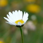 Der Frühling steht vor der Tür...!