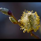 Der Frühling steht vor der Tür.