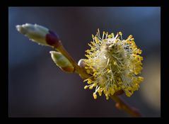 Der Frühling steht vor der Tür.