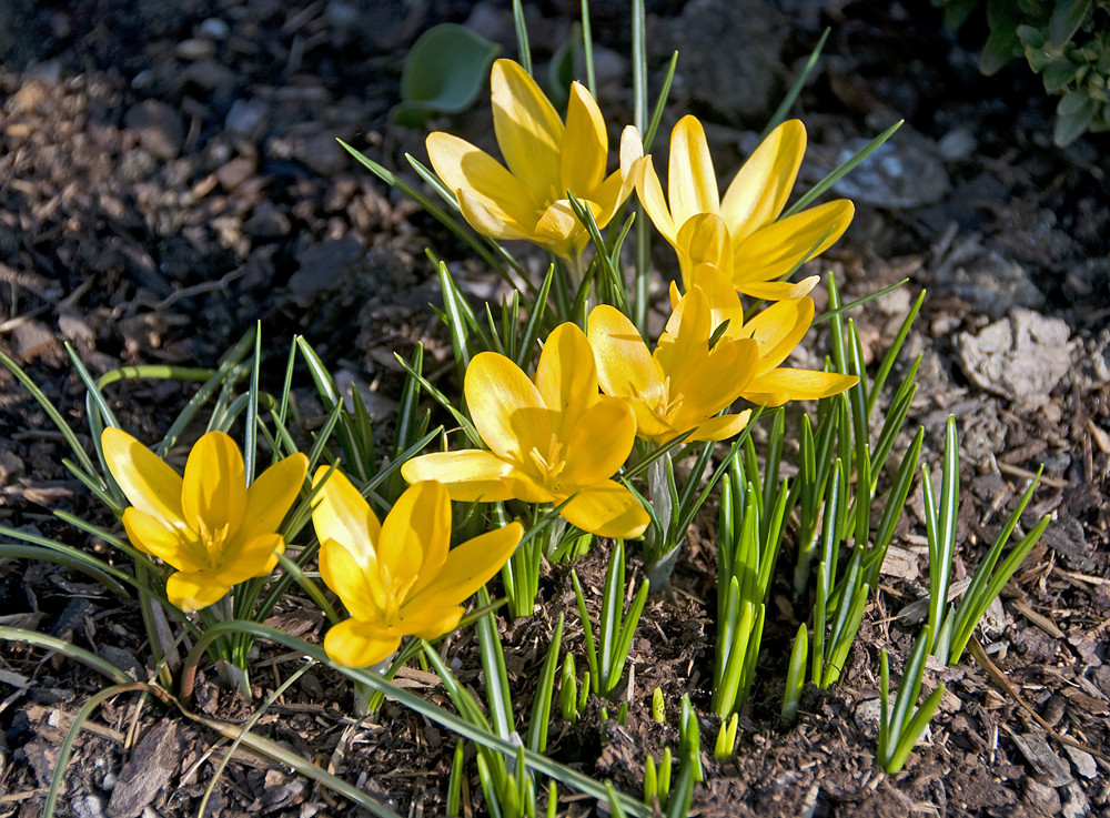 Der Frühling steht vor der Tür.