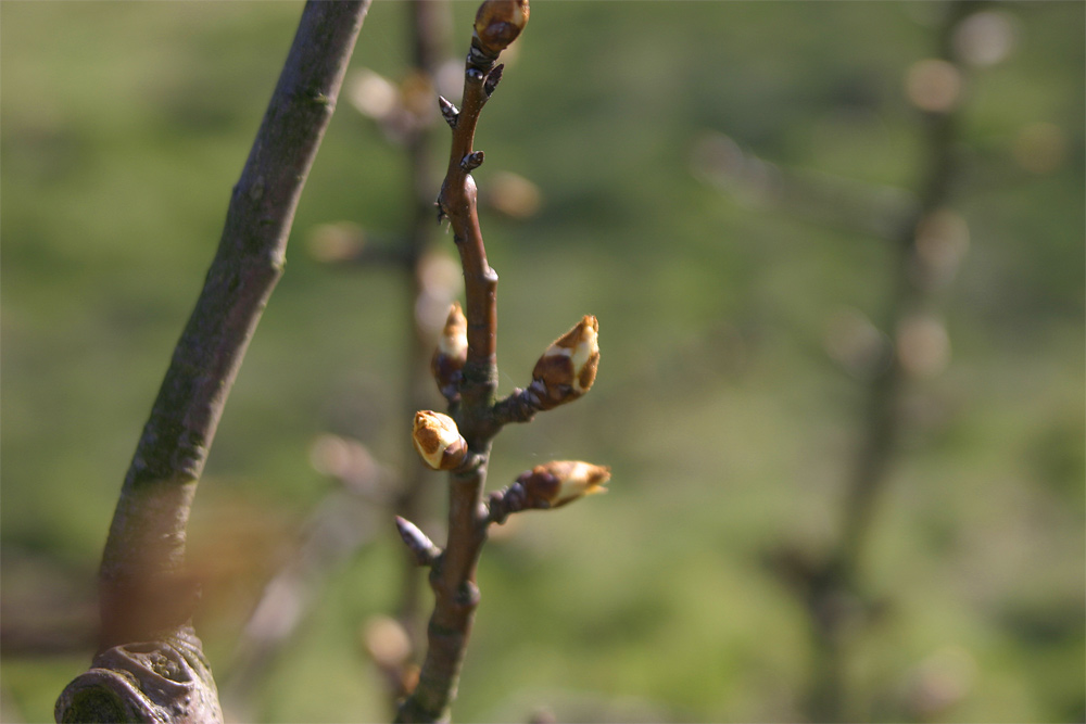 Der Frühling steht vor der Tür