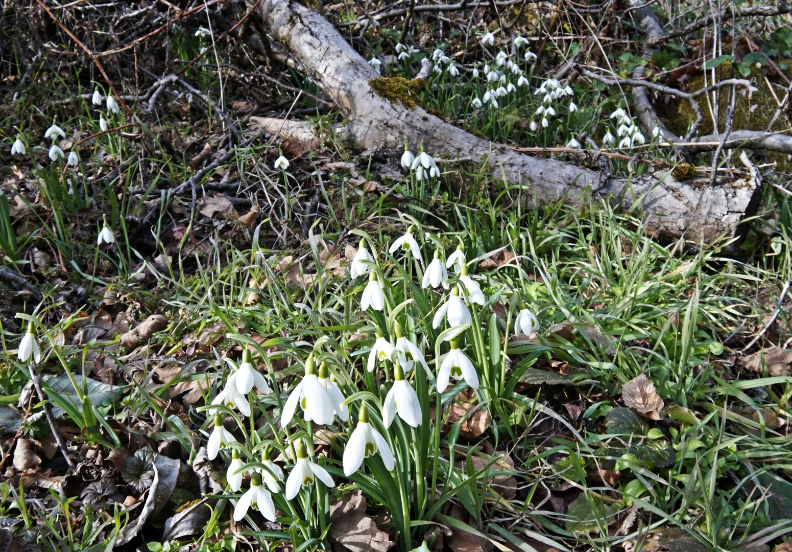 Der Frühling steht vor der Tür, sollenmerreilassa:-))