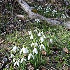 Der Frühling steht vor der Tür, sollenmerreilassa:-))