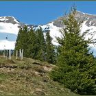 Der Frühling steigt höher