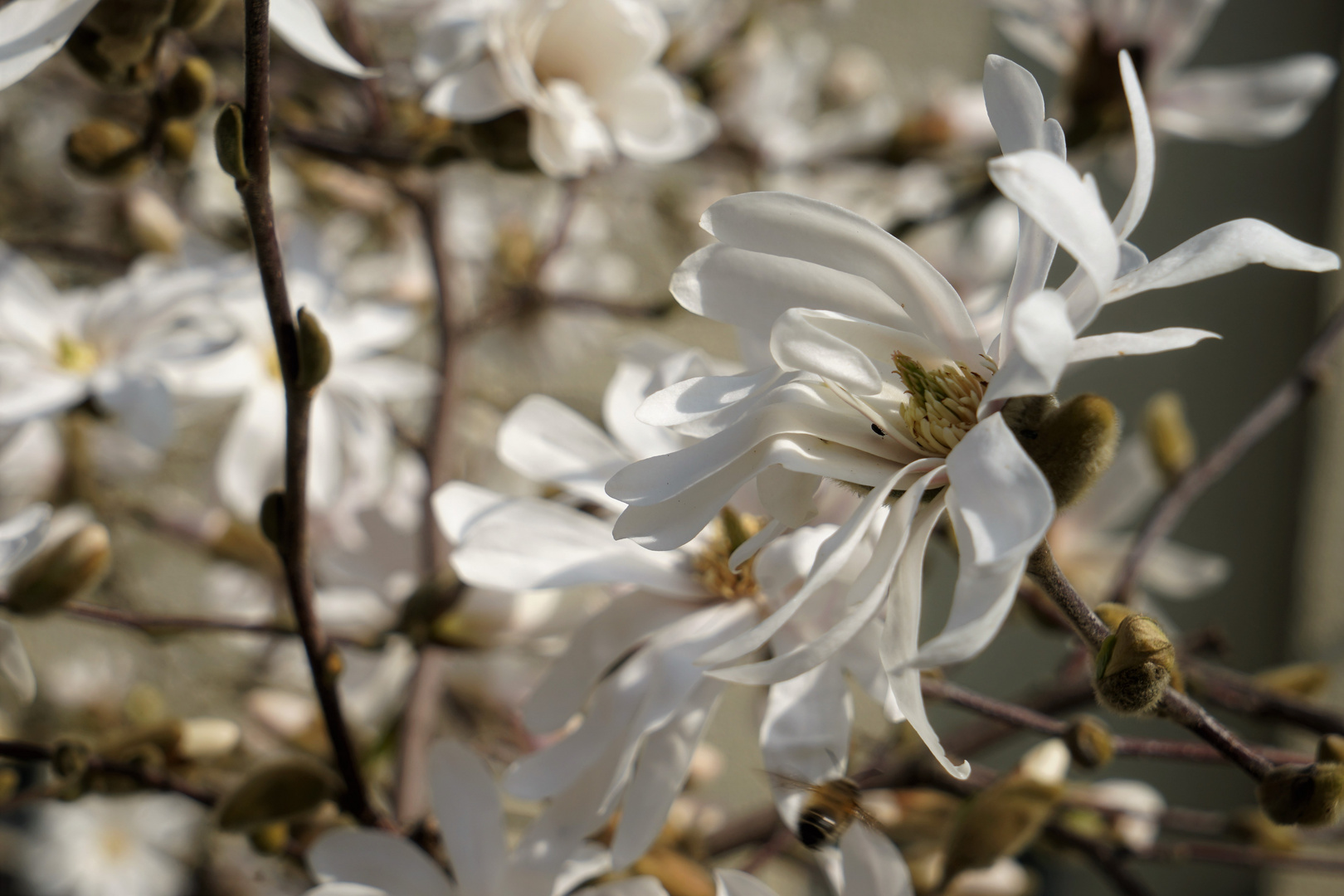 der Frühling strengt sich an