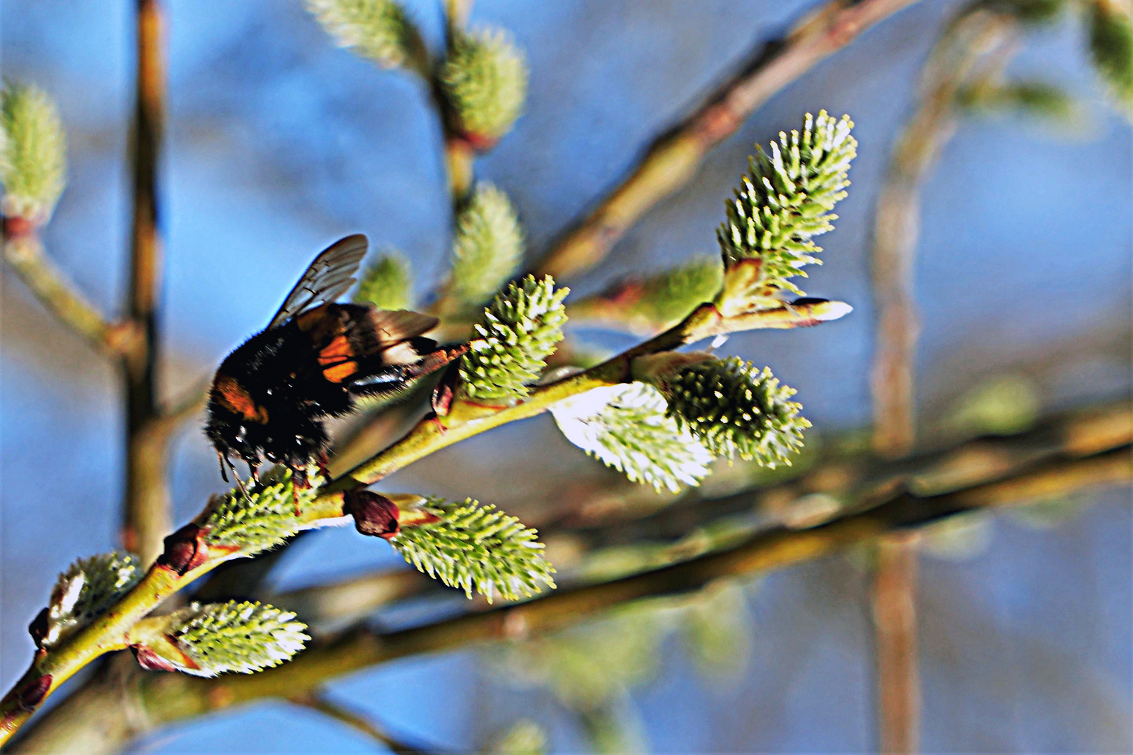 der Frühling strengt sich an