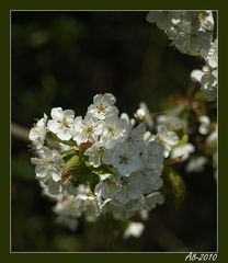 Der Frühling tanzt II