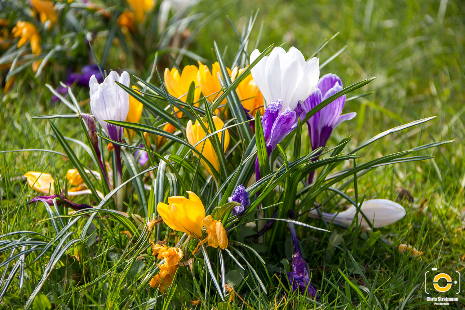 Der Frühling - The Spring